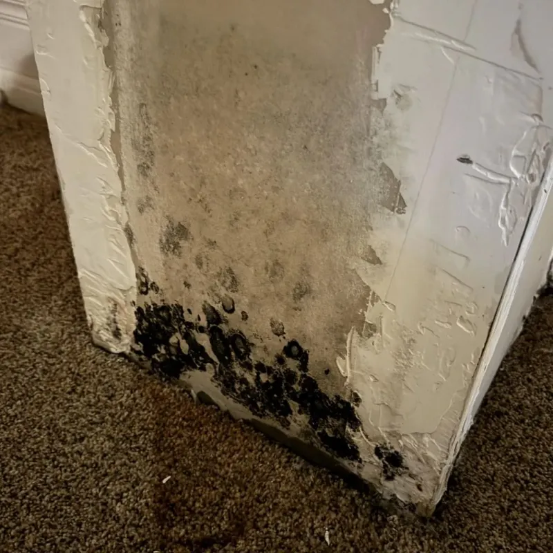 Professional Mold Removal in Mansfield City, CT